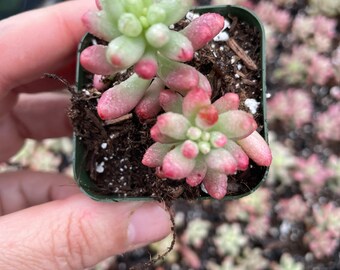 Sedum Aurora In Vaso 2,5" – Pianta Grassa Succulenta - Foto 1