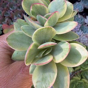 Crassula Variegated Money Maker, Crassula atropurpurea va. Muirii variegated Rooted Succulent Plant 2”, 4" & 6" 4" shipped bare root