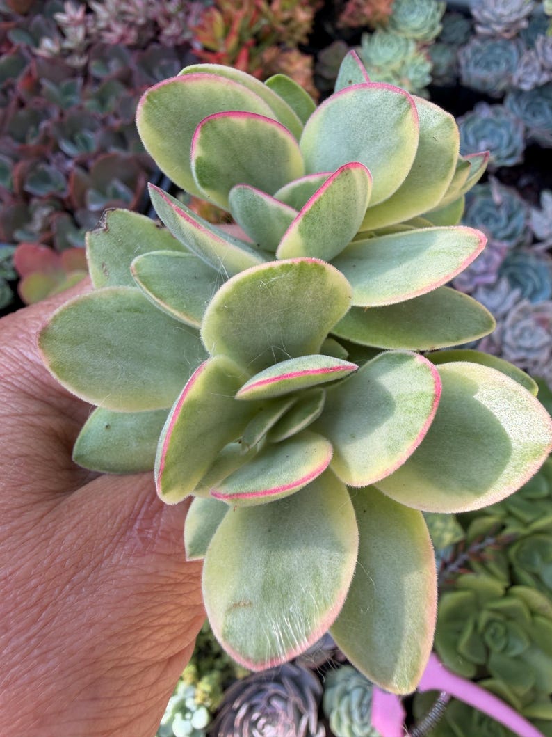 Crassula Variegated Money Maker, Crassula atropurpurea va. Muirii variegated Rooted Succulent Plant 2”, 4" & 6" 4" shipped bare root