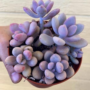 Graptopetalum Amethystinum, Baby Pink, Pink  Moonstone, Pink Pebble Rosette, Pachyphytum oviferum, Live Succulent Plant In 2", 4", 5" Pot