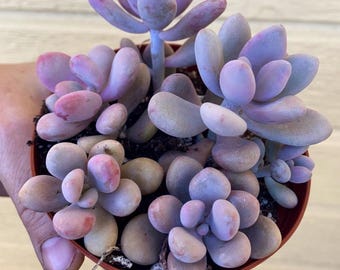 Graptopetalum Amethystinum, Baby Pink, Pink Moonstone, Pink Pebble