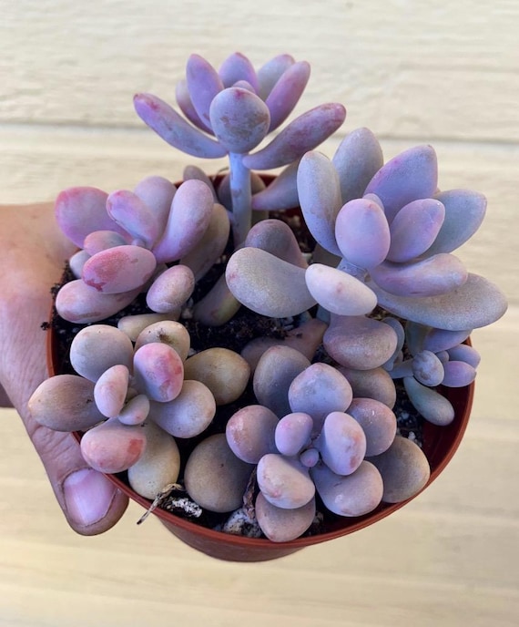 Graptopetalum Amethystinum, Baby Pink, Pink Moonstone, Pink Pebble