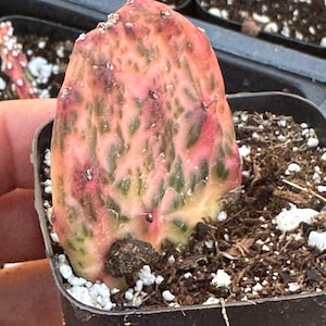 May include: A close-up of a small cactus plant with pink and green variegation growing in a black plastic pot. The cactus has a unique, spiky texture and is surrounded by brown soil.