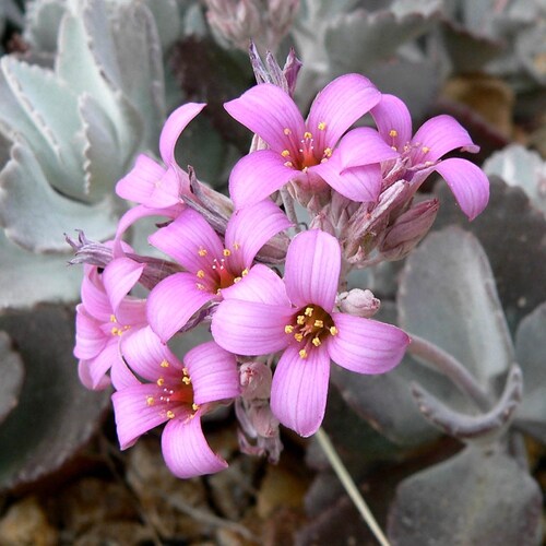 4" Kalanchoe pumila 'Flower Dust Plant' Succulent Plant 4” pot