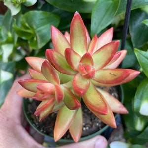 4&quot; Sedum nussbaumerianum Succulent Plant 4” pot