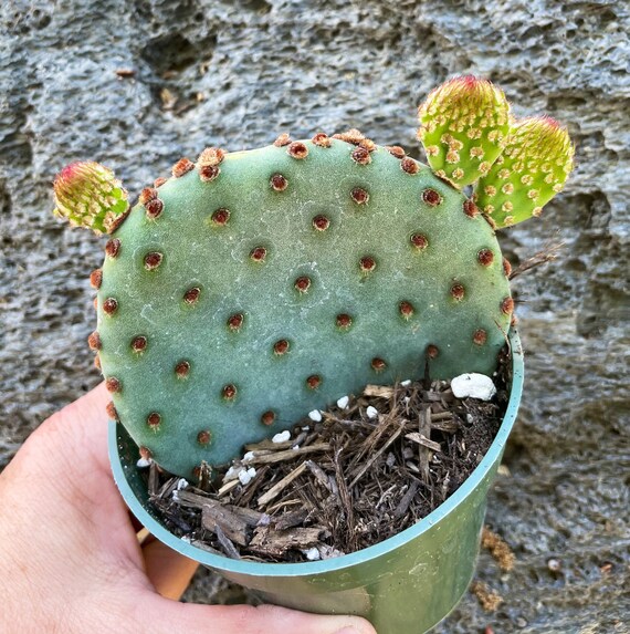 Opuntia Discata Indoor Outdoor Cactus Plant Succulents Etsy