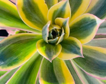 Aeonium sunburst Rooted Succulent live plant in 2”, 4”, 6” pot