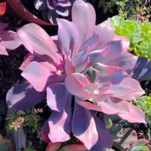 Echeveria Afterglow Succulent: Big, Beautiful, and Ready to Brighten Your Space in various sizes