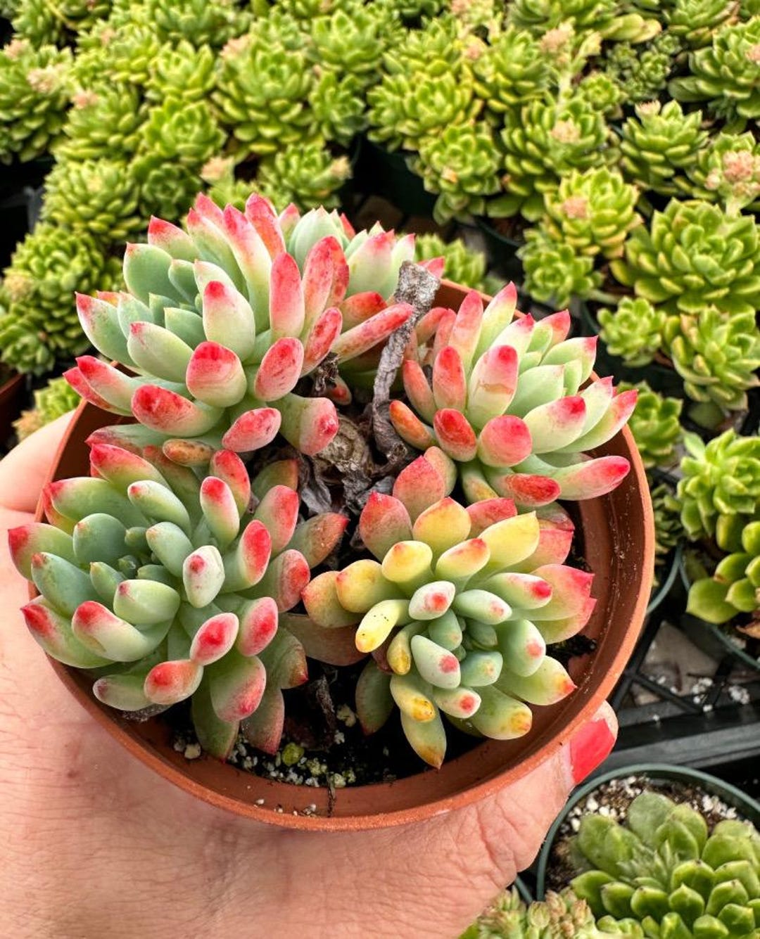 Sedeveria Blue Elf Rooted Live Succulent Plant in 2