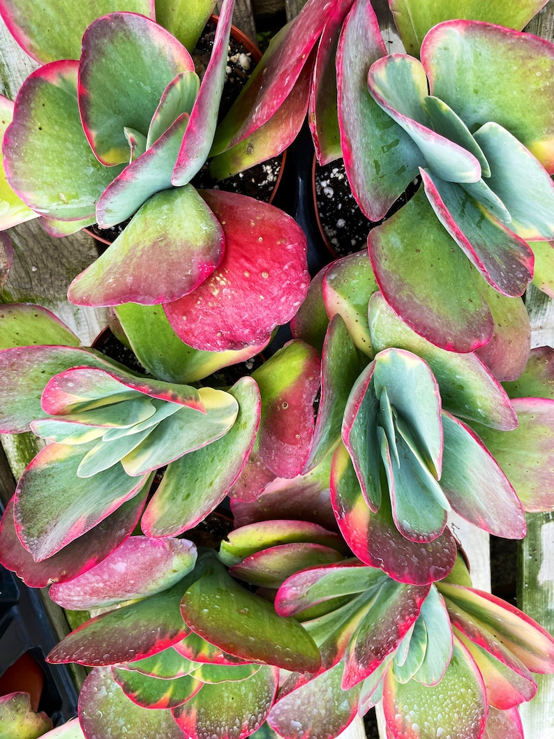 SucculentCreationz Kalanchoe Luciae - Thumbnail 3