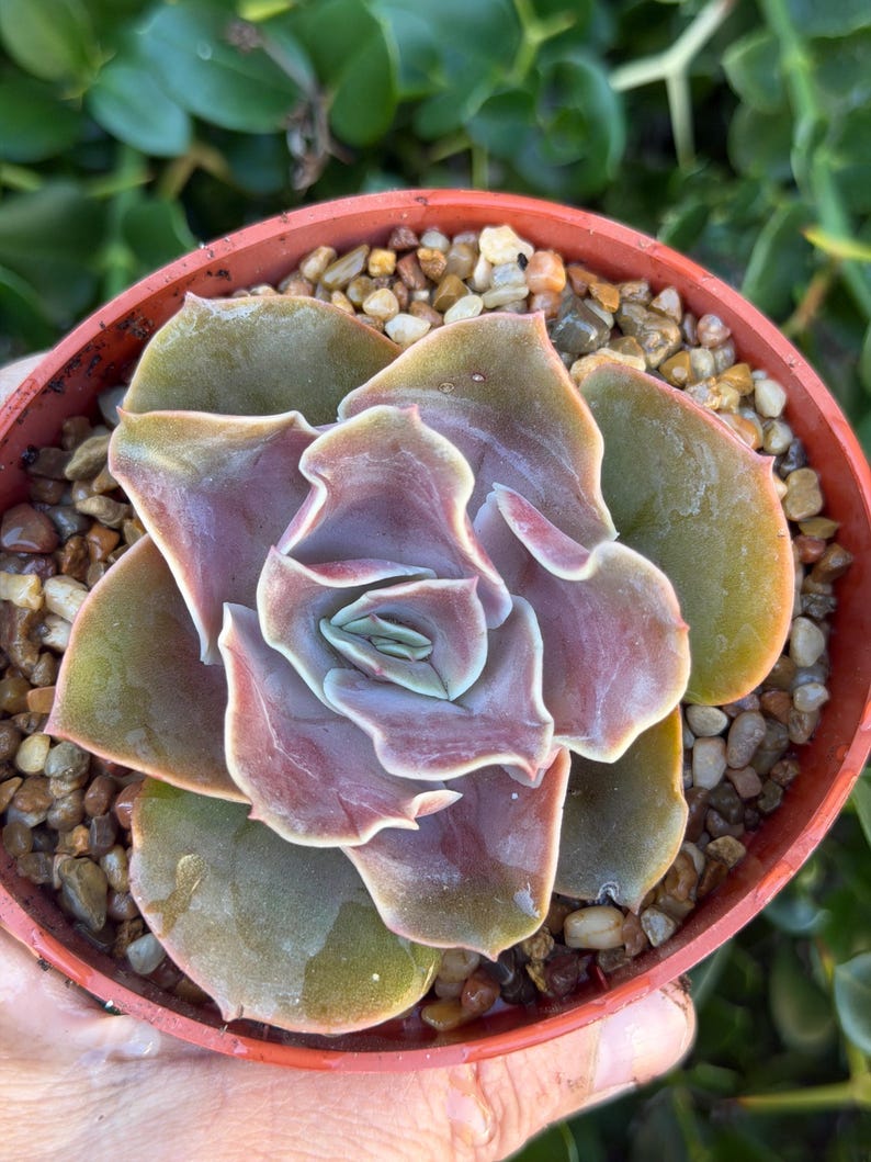 SucculentCreationz Echeveria Succulent - Thumbnail 5