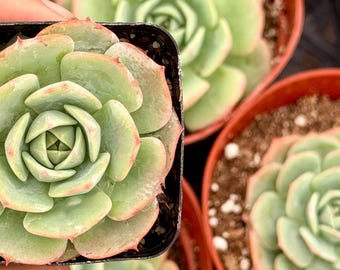 Echeveria Green Imbricata Hybrid Succulent Plant 2” & 4"