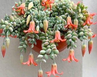 Cotyledon Pendens Succulent, Trailing Growth, Live Plant in 2, 4, or 6 Inch Pot