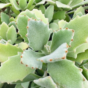 4&quot; Kalanchoe Millotti Succulent Plant 4” pot
