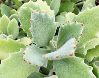 Kalanchoe Millotti Rooted Live Succulent Plant in 2”, 4” Pot