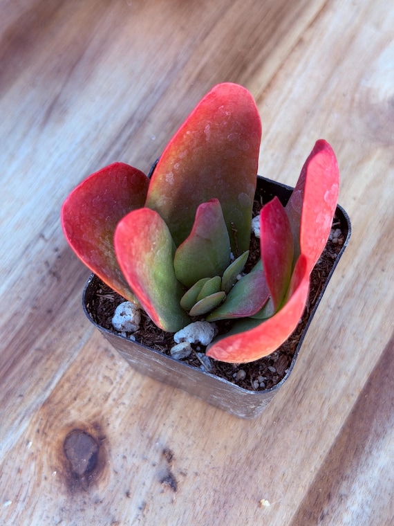 best pot for jade plant Jade Plant
