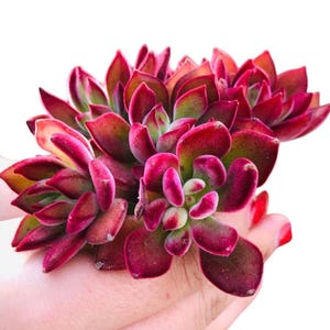 Echeveria Harmsii Ruby Slippers, Velvet Red Rosette Succulent, Echeveria Pulvinata "Ruby",  Red Devotion in 2”, 4" & 6” pot and cuttings