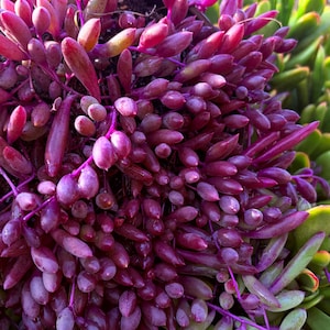 Ruby Necklace, String Of Rubies, Little Pickles, Othonna Capensis, Purple Pink Succulent, Trailing Succulent, Hanging Plant in 2'', 4'', 6''