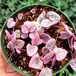 4” VSOH / Variegated String of Hearts / Ceropegia Woodii Variegata 4" pot succulent (2 per person per day)