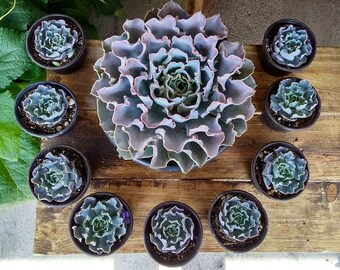 4" ECHEVERIA Tsunami Succulent measures 3-4 “ wide