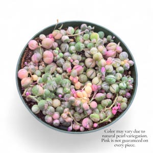 May include: A String of Pearls succulent plant in a green pot. The plant features small, round, pearl-like leaves in shades of green, pink, and cream. The text in the image reads: "Color may vary due to natural pearl variegation. Pink is not guaranteed on every piece."