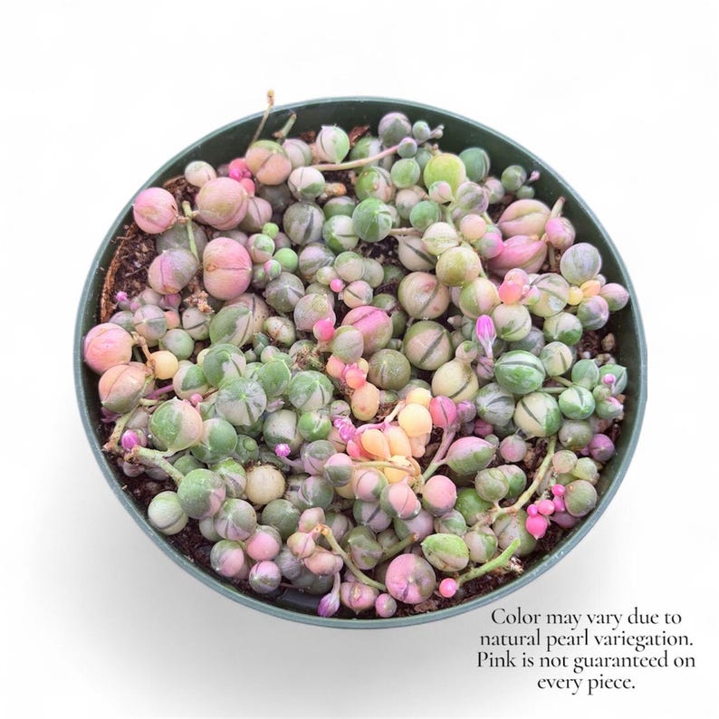 May include: A String of Pearls succulent plant in a green pot. The plant features small, round, pearl-like leaves in shades of green, pink, and cream. The text in the image reads: "Color may vary due to natural pearl variegation. Pink is not guaranteed on every piece."