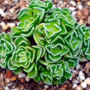May include: A close-up of a green succulent plant with tightly packed, layered leaves. The leaves have a slightly textured surface and a light green color.