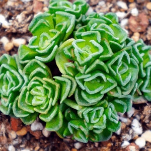 2" Crassula Susannae Rare Succulents 2” pot -see 2nd pic