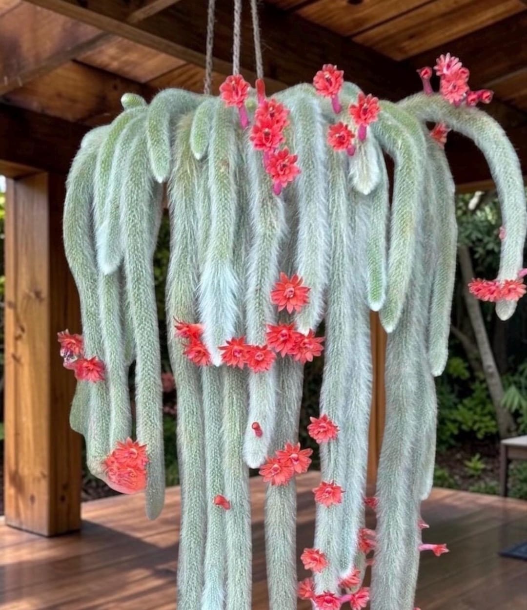 Monkey Tail Cactus, Hildewintera Colademonois, Rare Cactus
