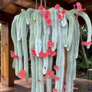 May include: A hanging cactus with long, cascading stems covered in a soft, silvery-green fuzz. Bright red flowers bloom along the stems, adding pops of color. The plant is suspended from a wooden structure, creating a unique display.