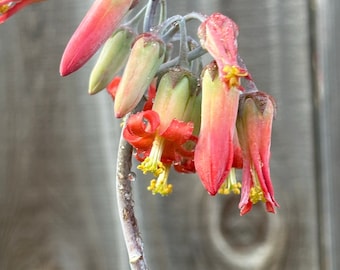 Cotyledon orbiculata var. oblonga ‘Grey Sticks’ 2" & 4" pot