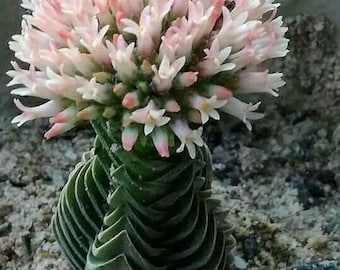 2" Rare Crassula Buddha’s Temple Succulent Plant 2 “ pot -see 3rd pic -