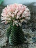 2' Rare Crassula Buddha’s Temple Succulent Plant 2 “ pot -see 3rd pic - 