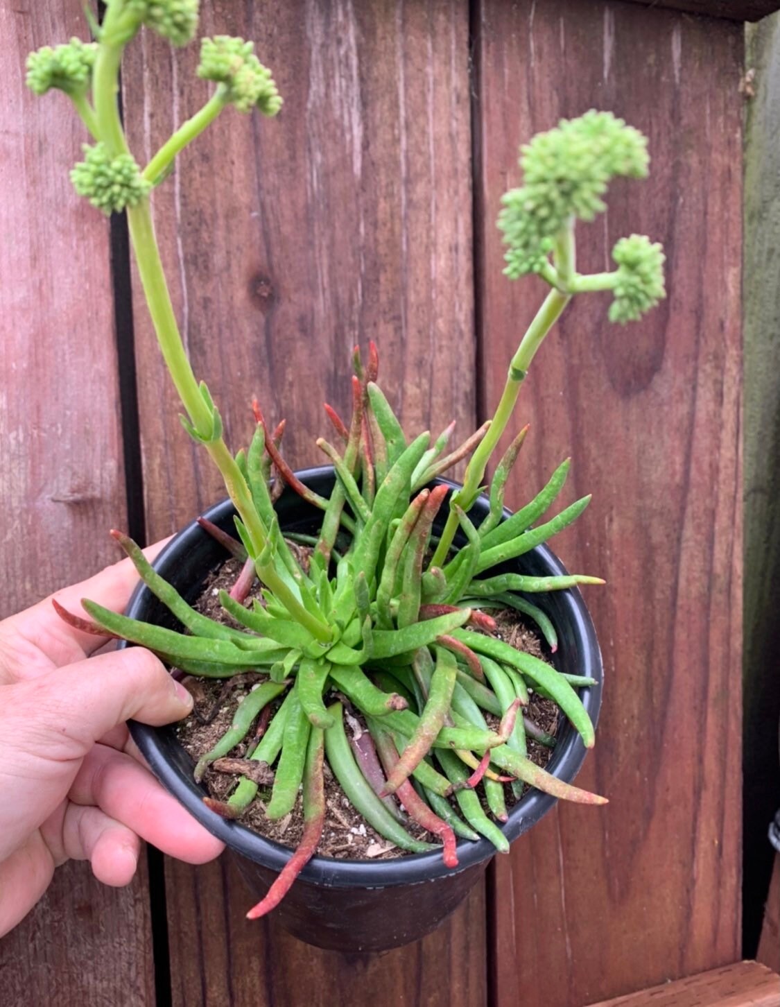 6 Rare Large Crassula Devils Horns Nudicaulis Succulent Plant Etsy