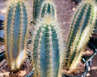 Pilosocereus Azureus: Stunning Blue Torch Cactus in Assorted Sizes for Your Collection