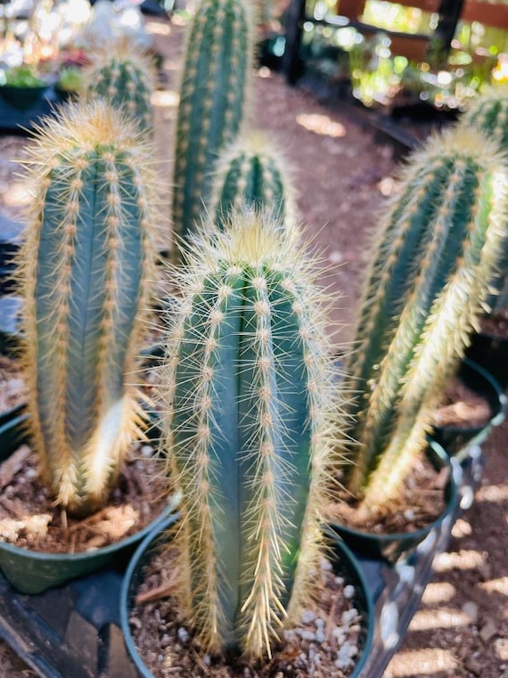 Pilosocereus Azureus: Stunning Blue Torch Cactus in Assorted Sizes for Your  Collection - Etsy