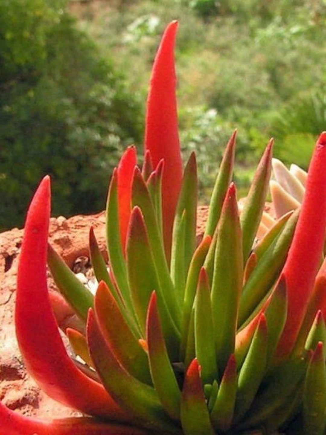 6 Rare Large Crassula Devils Horns Nudicaulis Succulent Plant Etsy