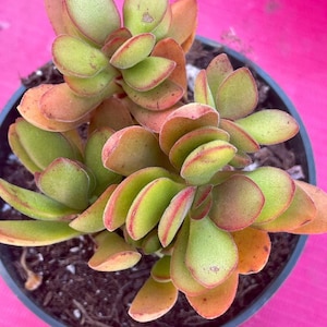 Crassula Variegated Money Maker, Crassula atropurpurea va. Muirii variegated Rooted Succulent Plant 2”, 4" & 6" image 7