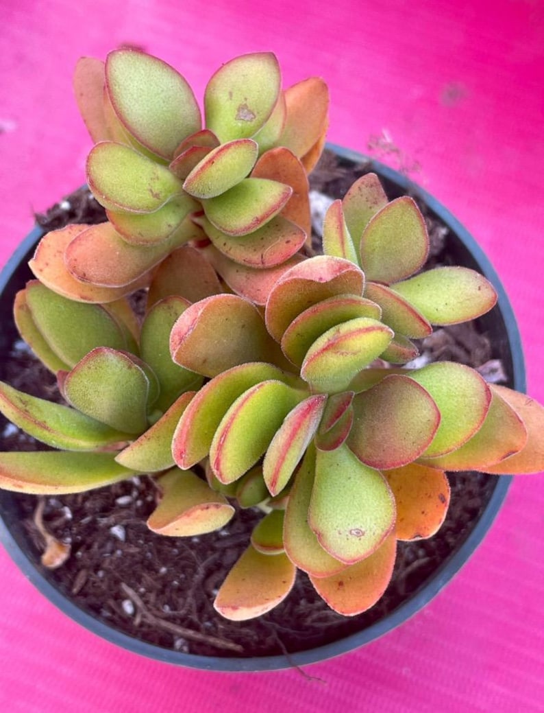 Crassula Variegated Money Maker, Crassula atropurpurea va. Muirii variegated Rooted Succulent Plant 2”, 4" & 6" image 7