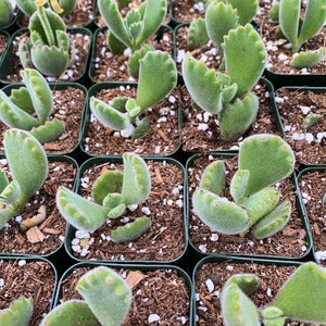 2 Cotyledon Tomentosa Ssp ladismit Bear Paw Succulent Plant 2 pot image 6