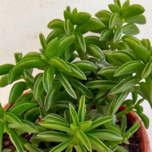 Peperomia Green Bean - Etsy