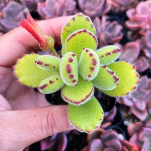 May include: A small green succulent plant with red edges and fuzzy leaves. The plant is in a small pot and is being held by a hand.
