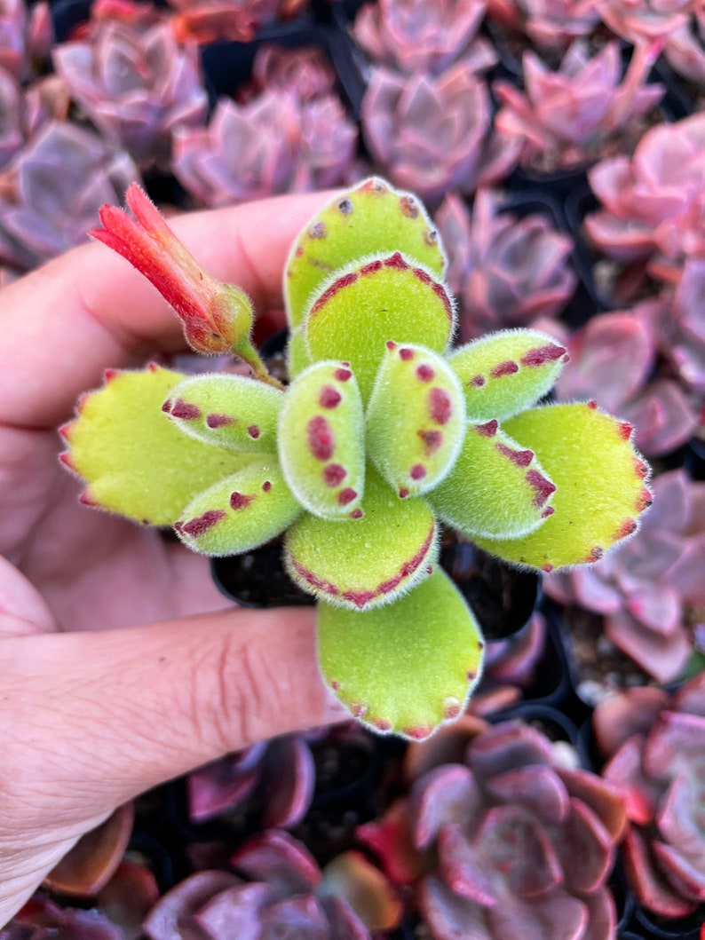 2 Cotyledon Tomentosa Ssp ladismit Bear Paw Succulent Plant 2 pot image 1