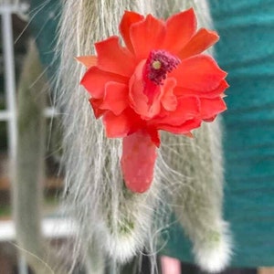 5 Rare Cleistocactus colademononis Monkey Tail Cactus measures between 10-14 long rooted image 3