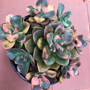 5” Echeveria Chroma Succulent Plant shown in a 5” pot measures approx 4- 5 “ wide