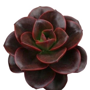 4" Echeveria Melaco Succulent measures 2 1/2 to 3 1/2 inches wide