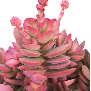 Crassula Variegated Money Maker, Crassula atropurpurea va. Muirii variegated Rooted Succulent Plant 2”, 4" & 6" image 1