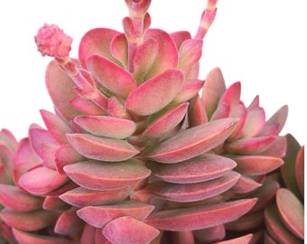 Crassula Variegated Money Maker,  Crassula atropurpurea va. Muirii variegated Rooted Succulent Plant 2”, 4" & 6"