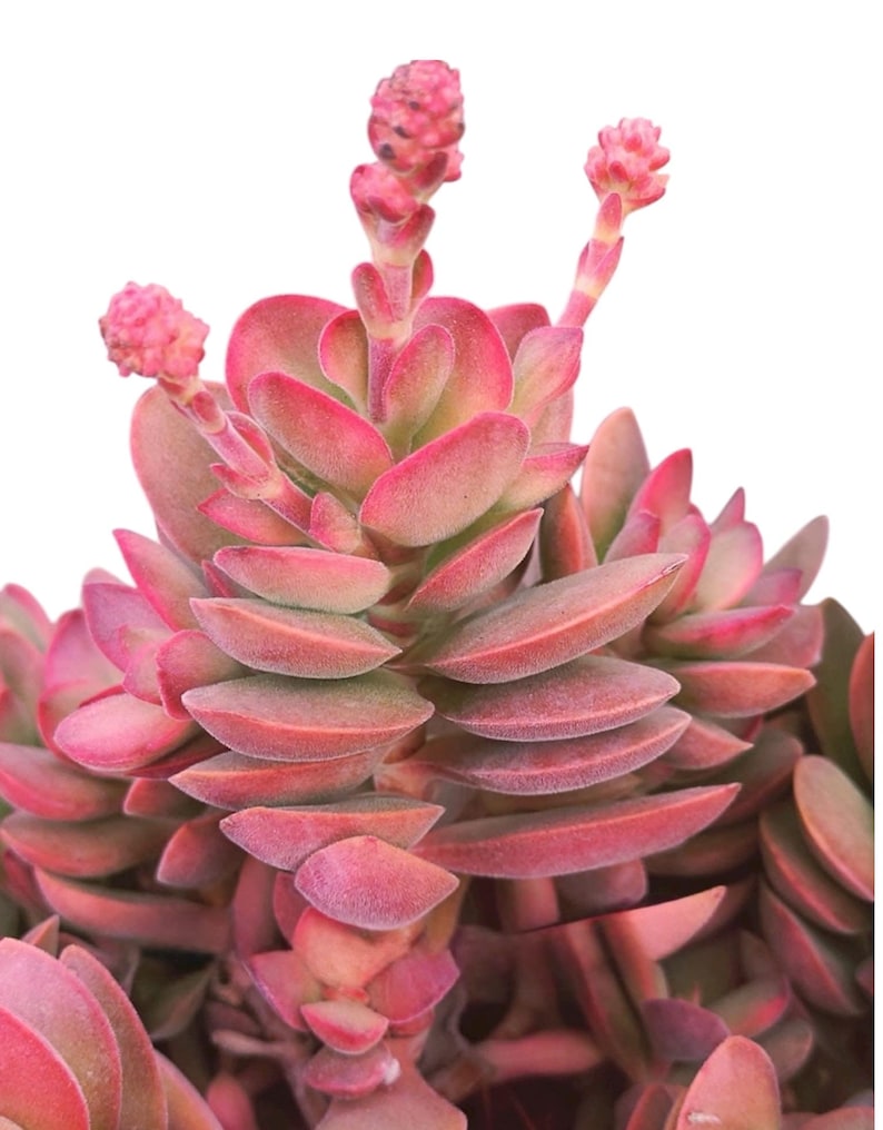Crassula Variegated Money Maker, Crassula atropurpurea va. Muirii variegated Rooted Succulent Plant 2”, 4" & 6" image 1