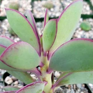 Senecio Crassissimus Purple Vertical Leaf Lavender Steps Rare Succulent Live Plant in 2" and 4" live succulent plant